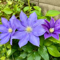 クレマチス,おうち園芸,みてみて!,小さな庭,テラスの画像