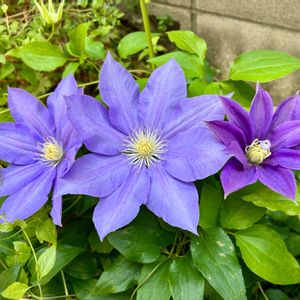 クレマチス,おうち園芸,みてみて!,小さな庭,テラスの画像