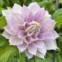 クレマチス,クレマチス‘ベルオブウォーキング’,我が家の庭の画像