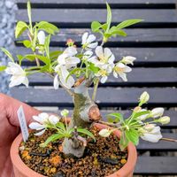 深山カイドウ,盆栽,ミニ盆栽,盆栽苗木,まめ盆栽の画像