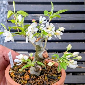 深山カイドウ,盆栽,ミニ盆栽,盆栽苗木,まめ盆栽の画像