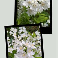 ツツジ,モッコウバラ,ヒメウツギ,黄モッコウバラ,躑躅の画像