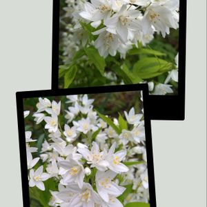 ツツジ,モッコウバラ,ヒメウツギ,黄モッコウバラ,躑躅の画像