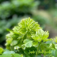 クレマチス,ナチュラルガーデン,ジャンクガーデン,シェードガーデン,ナチュラルスタイルの画像