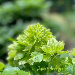 クレマチス,ナチュラルガーデン,ジャンクガーデン,シェードガーデン,ナチュラルスタイルの画像