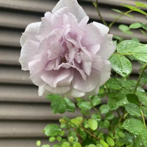 バラ,ワイヤープランツ,ミニバラ,薔薇,ばらの画像