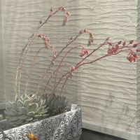 チワワエンシス,多肉植物,エケベリア属,多肉植物 エケベリア,多肉中毒の画像