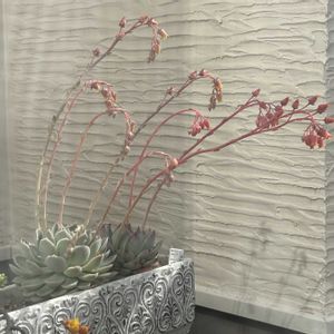 チワワエンシス,多肉植物,エケベリア属,多肉植物 エケベリア,多肉中毒の画像