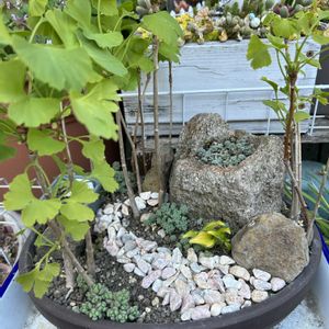 イワヒバ,イチョウ,アスパラガス,盆栽,苔 (コケ)の画像