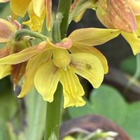 エリゲロン,エビネラン,キエビネ,クロアゲハ,キリシマツツジの画像