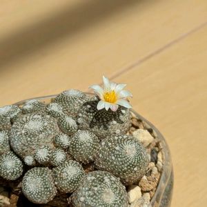 サボテン,ブロスフェルディア・リリプターナ,多肉植物,珍奇植物,ビザールプランツの画像