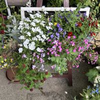 ストロベリーキャンドル,ビオラ,勿忘草,シレネ サクラコマチ,シレネピンクパンサーの画像