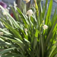 スノーフレークの画像