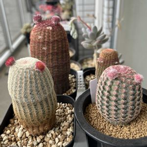 サボテン,月美人,紫太陽,オトンナ クラビフォリア,紅冠丸の画像
