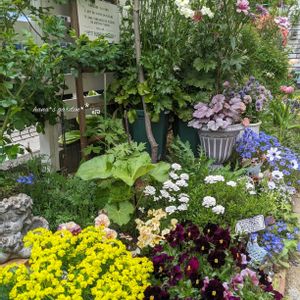 ビオラ,ラナンキュラス　ラックス,ユーフォルビア キパリッシアス,ユーフォルビア フェンズルビー,地植えの画像