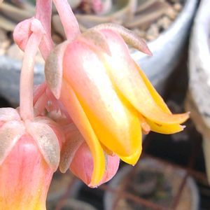 オウンスロー,多肉の花,オウンスロー　たなばたの画像