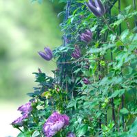 クレマチス,バラ,ガーデニング,マイガーデン,クレマチス 鉢植えの画像