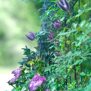 クレマチス,バラ,ガーデニング,マイガーデン,クレマチス 鉢植えの画像