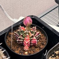 ギムノカリキウム・緋牡丹錦,ギムノカリキウム属,ピンクの花,植物育成ライト,植物棚の画像