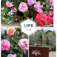 ベラルゴニウム  フェアリーチュチュ,香りゼラニューム,バラ・ミニバラ,おむかえの画像