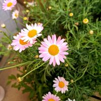 マーガレット,バルコニスト,バルコニー/ベランダ,ベランダの画像