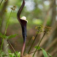 雪餅草(ユキモチソウ),桜 さくら,三葉躑躅(ミツバツツジ),ショウジョウバカマの花後,ヤエヤマコシの画像