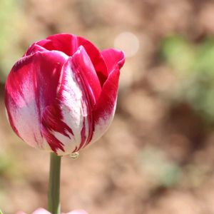 花のある暮らし,花が好き,チューリップ祭り,世羅高原農場,花いろいろの画像