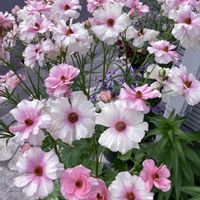 ラナンキュラス,ラナンキュラス　ラックス,花のある暮らし,おうち園芸の画像