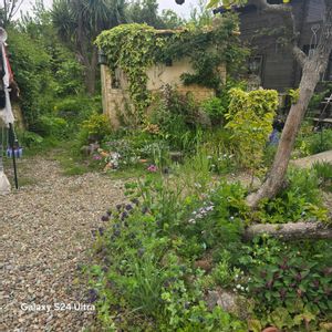 いつもありがとう♡,クレマチス 鉢植え,クレマチス 地植え,クレマチスのある庭,クレマチス同盟の画像