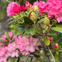 シャクナゲの画像