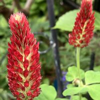 ストロベリーキャンドル,ミヤコワスレ,春のお花,待ってました！,毎年ありがとうの画像