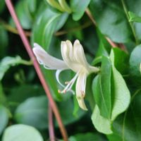 スイカズラの画像