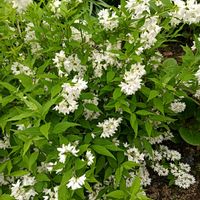 ヒメウツギの画像