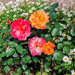 バラ　スプニール・ドゥ・アンネフランク,花のある暮らし,植中毒,花自慢,花中毒の画像