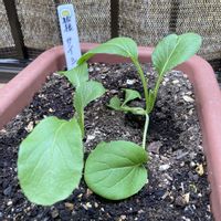 サイシン,後関晩成小松菜,プランター菜園,スマホ撮影,伝統野菜の画像