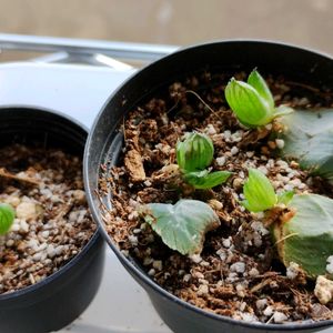 オブツーサ,ハオルチア,多肉植物,葉挿し,ハオルチア属の画像