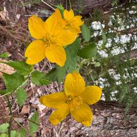 ヤマブキの画像