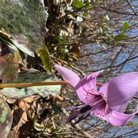 カタクリの画像