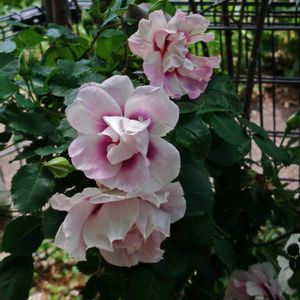 花のある暮らし,植中毒,花自慢,花中毒,植物マニアの画像