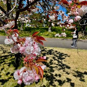 桜・関山(かんざん）,さくら サクラ 桜,さくら サクラ 桜,花のある暮らし,青空に映えるの画像