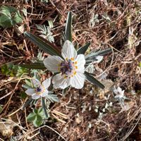 セツブンソウの画像