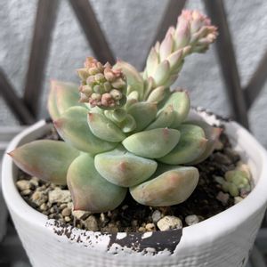 多肉ちゃん,花のある暮らし,癒される♡,日日是好日,ベランダの画像