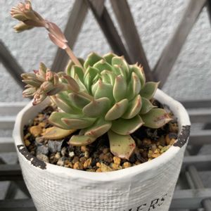 多肉ちゃん,楽しみ〜,花のある暮らし,癒される♡,日日是好日の画像