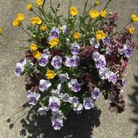 寄せ植えの画像