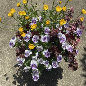 寄せ植えの画像