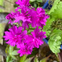 サクラソウの画像