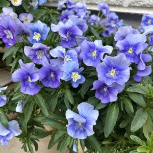 よく咲くスミレ,プティシャトン アクアリップル,可愛い,青い花,花のある暮らしの画像