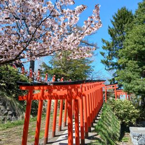 エゾヤマザクラ,さくら サクラ 桜,咲いた！,今日の一枚,おでかけ先の画像