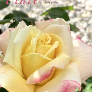 バラ ピース,ローズ,花のある暮らし,緑のある暮らし,植物との暮らしの画像