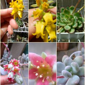 朧月,月美人,秋麗,ピンクプリティ,桜牡丹の画像